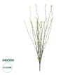 Τεχνητός Κήπος GREEN WILLOW FLOWER BRANCH  Τεχνητό Διακοσμητικό Κλαδί Λευκή Ιτιά Y86cm