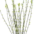 Τεχνητός Κήπος GREEN WILLOW FLOWER BRANCH  Τεχνητό Διακοσμητικό Κλαδί Λευκή Ιτιά Y86cm