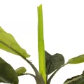 Τεχνητός Κήπος BANANA TREE  Τεχνητό Διακοσμητικό Δέντρο Μπανανιάς Υ500cm