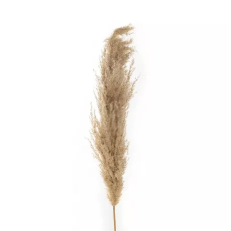 Τεχνητός Κήπος PAMPAS GRASS  Αποξηραμένο Διακοσμητικό Γρασίδι Πάμπας Μ10 x Π10 x Υ150cm