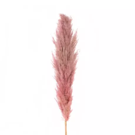 Τεχνητός Κήπος PAMPAS GRASS  Αποξηραμένο Διακοσμητικό Γρασίδι Πάμπας Μ10 x Π10 x Υ150cm