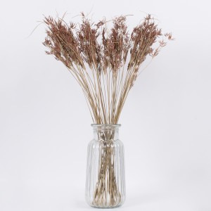 CYPERUS  Αποξηραμένο Φυτό Κύπειρος - Μπουκέτο Διακοσμητικών Κλαδιών Μπεζ - Καφέ Υ60cm CYPERUS  Αποξηραμένο Φυτό Κύπειρος - Μπουκέτο Διακοσμητικών Κλαδιών Μπεζ - Καφέ Υ60cm
