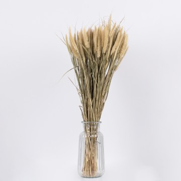 PENNISETUM  Αποξηραμένο Φυτό Πεννήσιο - Μπουκέτο Διακοσμητικών Κλαδιών Μπεζ - Πράσινο Υ60cm