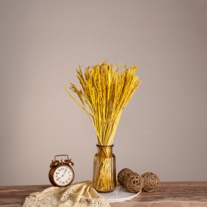 RISEGRASS  Αποξηραμένο Φυτό Ρύζι - Μπουκέτο Διακοσμητικών Κλαδιών Μπεζ - Κίτρινο Υ60cm