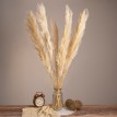 PAMPASGRASS  Αποξηραμένο Φυτό Γρασίδι της Πάμπας - Μπουκέτο Διακοσμητικών Κλαδιών Μπεζ - Εκρού Υ100cm