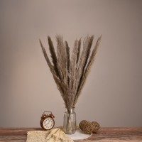 PAMPASGRASS  Αποξηραμένο Φυτό Γρασίδι της Πάμπας - Μπουκέτο Διακοσμητικών Κλαδιών Καφέ - Γκρι Υ80cm