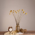 GRASPEDIA  Αποξηραμένο Φυτό Κρασπέδια Φ3cm - Μπουκέτο Διακοσμητικών Κλαδιών Μπεζ - Κίτρινο Υ70cm