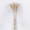 MISCANTHUS  Αποξηραμένο Φυτό Μίσχανθος - Μπουκέτο Διακοσμητικών Κλαδιών Μπεζ Υ60cm