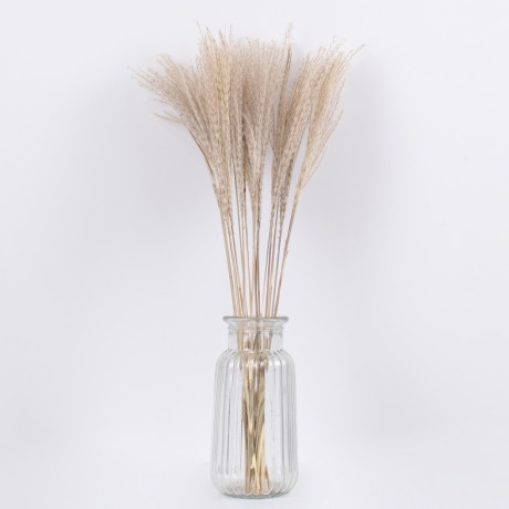 MISCANTHUS  Αποξηραμένο Φυτό Μίσχανθος - Μπουκέτο Διακοσμητικών Κλαδιών Μπεζ Υ60cm