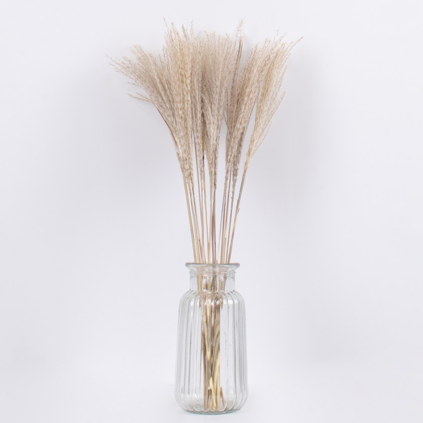 MISCANTHUS  Αποξηραμένο Φυτό Μίσχανθος - Μπουκέτο Διακοσμητικών Κλαδιών Μπεζ Υ60cm
