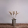 MISCANTHUS  Αποξηραμένο Φυτό Μίσχανθος - Μπουκέτο Διακοσμητικών Κλαδιών Μπεζ Υ100cm