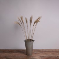 MISCANTHUS  Αποξηραμένο Φυτό Μίσχανθος - Μπουκέτο Διακοσμητικών Κλαδιών Μπεζ Υ120cm