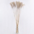 MISCANTHUS  Αποξηραμένο Φυτό Μίσχανθος - Μπουκέτο Διακοσμητικών Κλαδιών Μπεζ Υ120cm