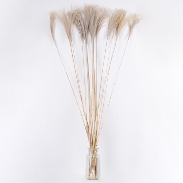 MISCANTHUS  Αποξηραμένο Φυτό Μίσχανθος - Μπουκέτο Διακοσμητικών Κλαδιών Μπεζ Υ140cm