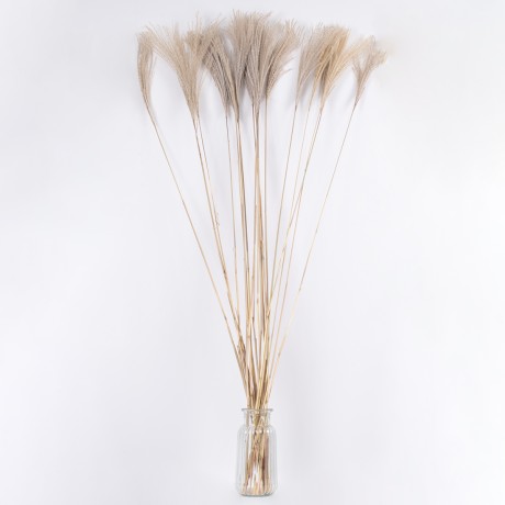 MISCANTHUS  Αποξηραμένο Φυτό Μίσχανθος - Μπουκέτο Διακοσμητικών Κλαδιών Μπεζ Υ140cm