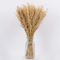 WILDOAT  Αποξηραμένο Φυτό Αγριοβρώμη - Μπουκέτο Διακοσμητικών Κλαδιών Μπεζ Υ60cm