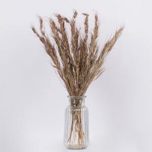 COLATAI  Αποξηραμένο Φυτό Εράγρωστις - Μπουκέτο Διακοσμητικών Κλαδιών Μπεζ - Καφέ Υ60cm COLATAI  Αποξηραμένο Φυτό Εράγρωστις - Μπουκέτο Διακοσμητικών Κλαδιών Μπεζ - Καφέ Υ60cm