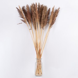 BROOMCORN  Αποξηραμένο Φυτό Γλυκό Σόργο - Μπουκέτο Διακοσμητικών Κλαδιών Καφέ Υ100cm BROOMCORN  Αποξηραμένο Φυτό Γλυκό Σόργο - Μπουκέτο Διακοσμητικών Κλαδιών Καφέ Υ100cm