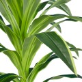 Τεχνητός Κήπος BRAZILIAN IRON  - Τεχνητό Διακοσμητικό Φυτό Αρωματική Δράκαινα Υ140cm