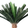 Τεχνητός Κήπος CYCADS  Τεχνητό Διακοσμητικό Φυτό Αρωματική Κύκας Υ140cm