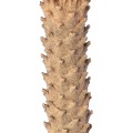 Τεχνητός Κήπος CYCADS  Τεχνητό Διακοσμητικό Φυτό Αρωματική Κύκας Υ140cm
