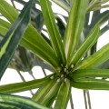 Τεχνητός Κήπος BROADLEAF LADY PALM  Τεχνητό Διακοσμητικό Φυτό Πλατύφυλλος Φοίνικας Μπαμπού Υ50cm