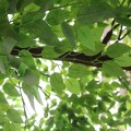 Τεχνητός Κήπος BANYAN FICUS TREE  Τεχνητό Διακοσμητικό Δέντρο Ινδική Συκιά Φίκος Υ320cm