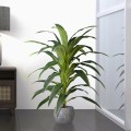 Τεχνητός Κήπος BRAZILIAN IRON  - Τεχνητό Διακοσμητικό Φυτό Αρωματική Δράκαινα Υ140cm