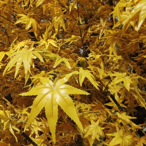 Τεχνητός Κήπος WINTER MAPLE TREE  Τεχνητό Διακοσμητικό Δέντρο Χειμωνιάτικος Σφένδαμος Υ350cm