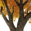 Τεχνητός Κήπος WINTER MAPLE TREE  Τεχνητό Διακοσμητικό Δέντρο Χειμωνιάτικος Σφένδαμος Υ350cm