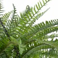 Τεχνητός Κήπος FERN HANGING   Τεχνητό Κρεμαστό Διακοσμητικό Φυτό Φτέρης Y45cm