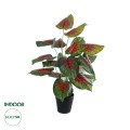 Τεχνητός Κήπος CALADIUM MIX  Διακοσμητικό Φυτό Καλάντιουμ Υ75cm