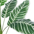 Τεχνητός Κήπος WHITE ZEBRA   Τεχνητό Διακοσμητικό Φυτό Λευκή Ζέβρα Φ90 x Υ90cm