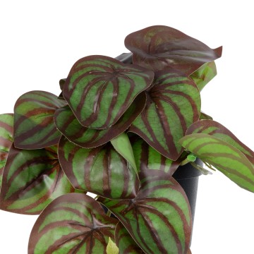 Τεχνητός Κήπος BROWN PEPEROMIA   Διακοσμητικό Φυτό Καφέ Πεπερόμια Φ23 x Υ16cm