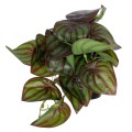 Τεχνητός Κήπος BROWN PEPEROMIA   Διακοσμητικό Φυτό Καφέ Πεπερόμια Φ23 x Υ16cm