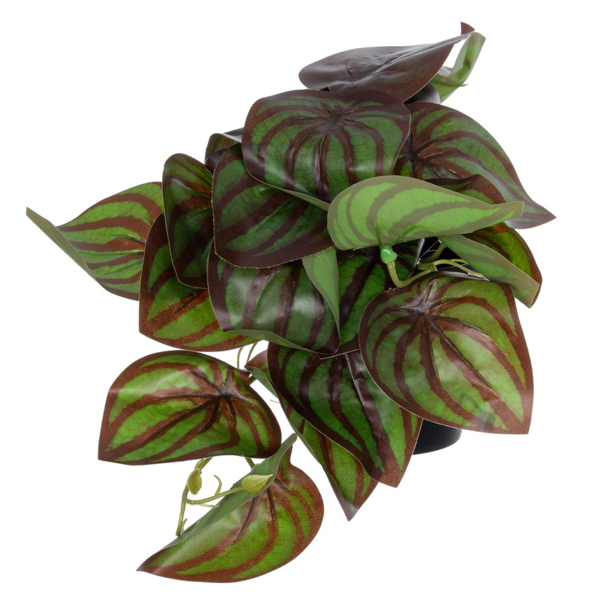 Τεχνητός Κήπος BROWN PEPEROMIA   Διακοσμητικό Φυτό Καφέ Πεπερόμια Φ23 x Υ16cm