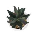 Τεχνητός Κήπος SUCCULENT ALOE POTTED   Διακοσμητικό Φυτό Αλόης Φ7 x Υ14cm