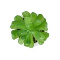 Τεχνητός Κήπος SUCCULENT CRASSULA POTTED   Διακοσμητικό Φυτό Κρασούλα Φ6 x Υ10cm