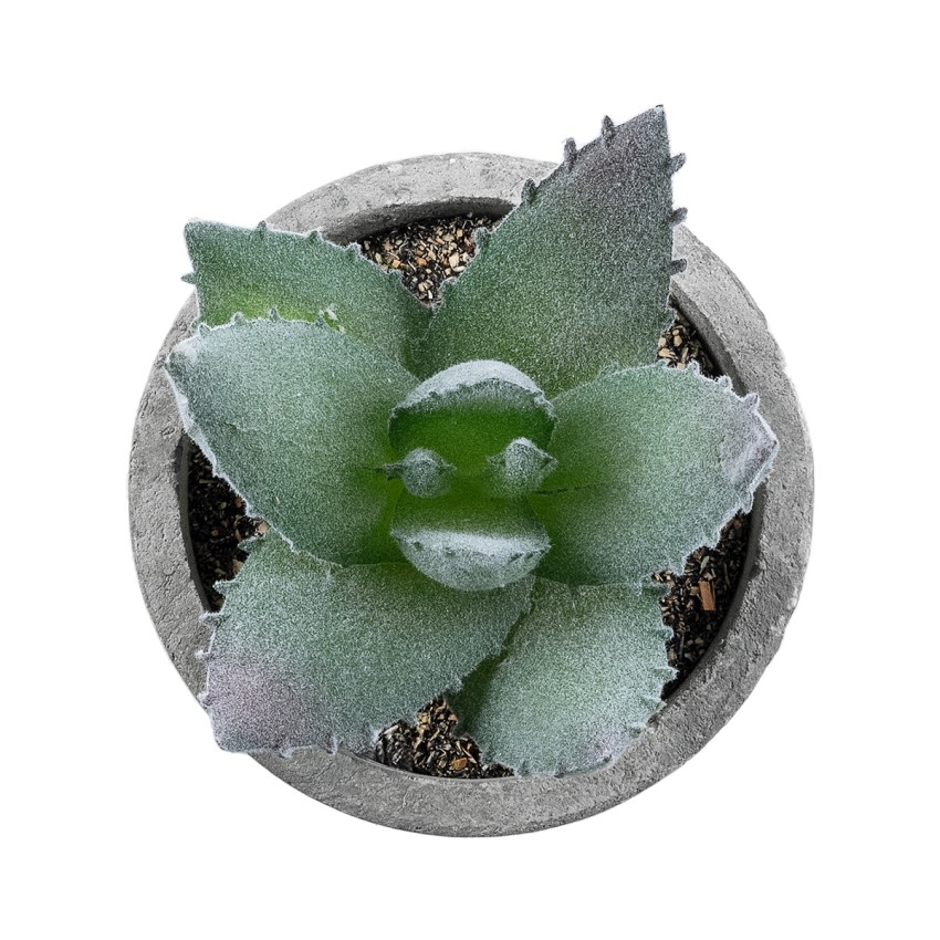 Τεχνητός Κήπος SUCCULENT ALOE  Διακοσμητικό Φυτό Παχύφυτο Αλόη Υ10.5cm