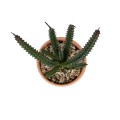 Τεχνητός Κήπος SUCCULENT EUPHORBIA POTTED   Διακοσμητικό Φυτό Ευφορβία Φ11 x Υ19cm