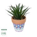 Τεχνητός Κήπος SUCCULENT SANSEVIERIA POTTED   Διακοσμητικό Φυτό Σανσεβιέρια  Φ16x Υ20cm