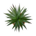 Τεχνητός Κήπος SUCCULENT SANSEVIERIA POTTED   Διακοσμητικό Φυτό Σανσεβιέρια  Φ16x Υ20cm