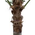 Τεχνητός Κήπος  PALM TREE  Διακοσμητικό Δέντρο Φοίνικα  Φ240 x Υ600cm