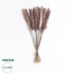 Τεχνητός Κήπος REAL DRIED BROWN PAMPAS GRASS BUNCH  Αποξηραμένο Διακοσμητικό Μπουκέτο Pampas Kάφε Y50cm
