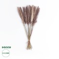 Τεχνητός Κήπος REAL DRIED BROWN PAMPAS GRASS BUNCH  Αποξηραμένο Διακοσμητικό Μπουκέτο Pampas Kάφε Y50cm