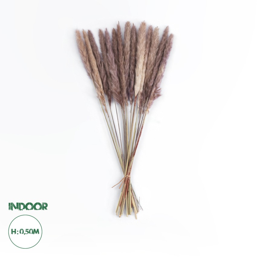 Τεχνητός Κήπος REAL DRIED BROWN PAMPAS GRASS BUNCH  Αποξηραμένο Διακοσμητικό Μπουκέτο Pampas Kάφε Y50cm