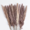Τεχνητός Κήπος REAL DRIED BROWN PAMPAS GRASS BUNCH  Αποξηραμένο Διακοσμητικό Μπουκέτο Pampas Kάφε Y50cm