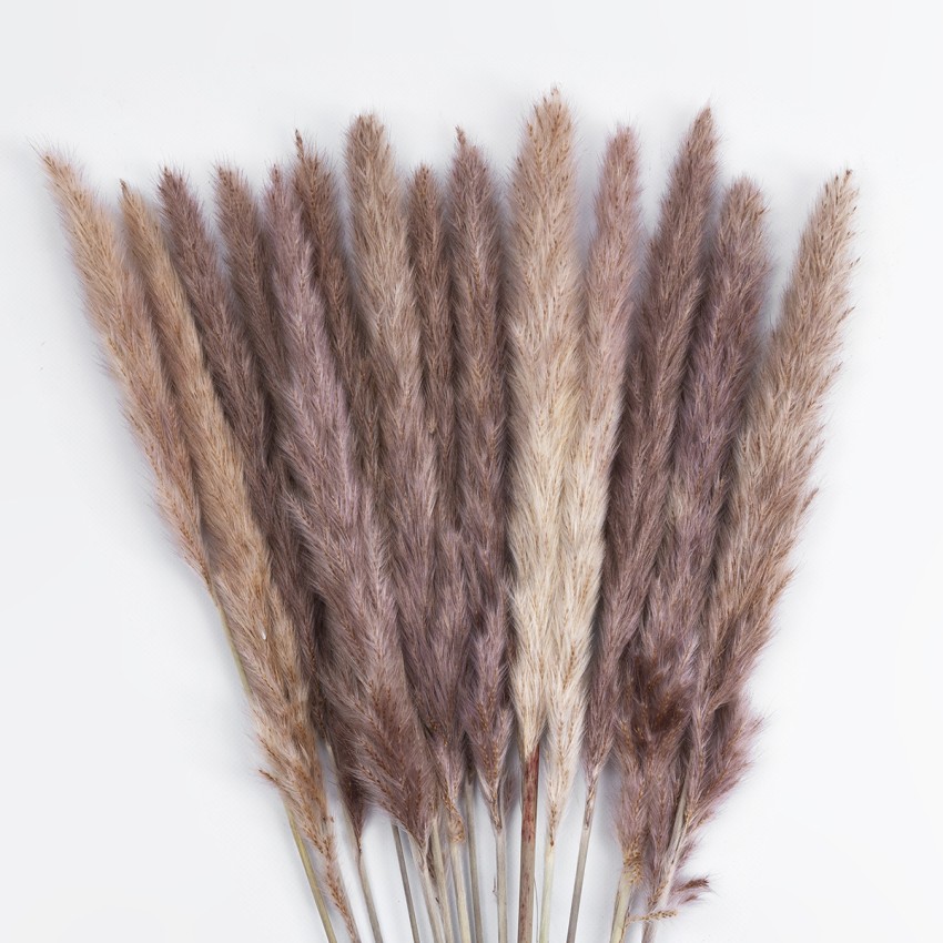 Τεχνητός Κήπος REAL DRIED BROWN PAMPAS GRASS BUNCH  Αποξηραμένο Διακοσμητικό Μπουκέτο Pampas Kάφε Y50cm