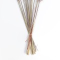 Τεχνητός Κήπος REAL DRIED BROWN PAMPAS GRASS BUNCH  Αποξηραμένο Διακοσμητικό Μπουκέτο Pampas Kάφε Y50cm