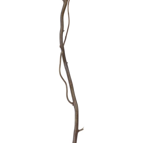 Τεχνητός Κήπος REAL DRIED WITHERED VINE STEM  Τεχνητό Διακοσμητικό Κλαδί Αμπελιού Y120cm